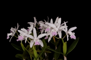 Cattleya intermedia Paradox AM/AOS 82 pts. - Plant